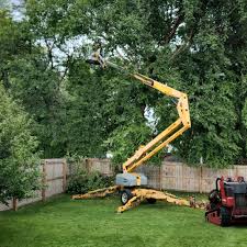 Trusted Spring Valley, CA Tree Services Experts