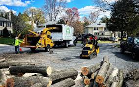 Best Tree Preservation Services  in Spring Valley, CA