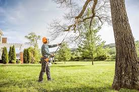 Best Palm Tree Trimming  in Spring Valley, CA